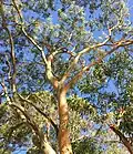Upper branch bark