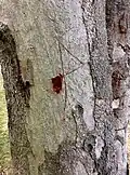 Trunk bark