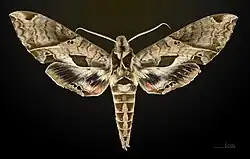 Eumorpha analis