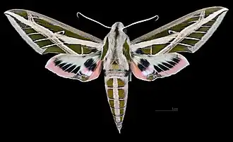 Eumorpha fasciata