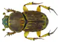 Euoniticellus triangulatus