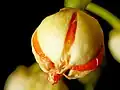 Fruit