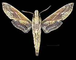 Male ventral