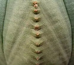Close-up of ridge