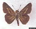 Euphyes dion alabamae