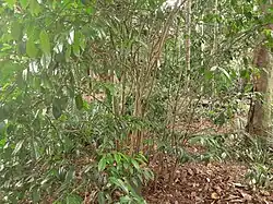 Habit