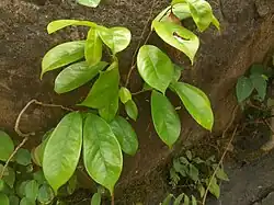 Juvenile plant