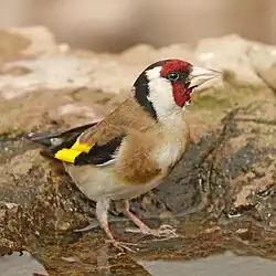 C. c. parva, Morocco