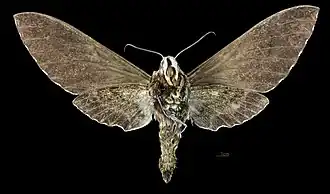 Female ventral