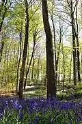 Everbeekse Forests