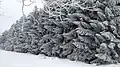 Evergreen forest in winter
