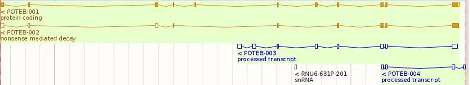 POTEB exons