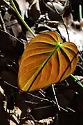 Life beneath the canopy trees (FRIM)