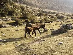 Horses in the park