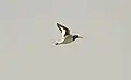 H. o. osculans in flight, Hebei, China