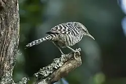 Fasciated wren