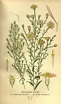 Botanical illustration (on right)