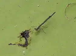 Female