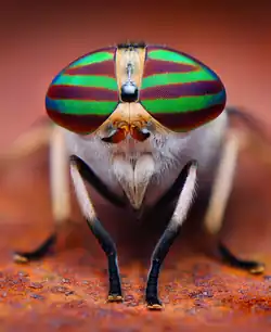 Many insects, such as the female Tabanus lineola, shown here, have dichoptic compound eyes.