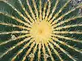 Center of plant