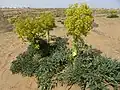 Plants