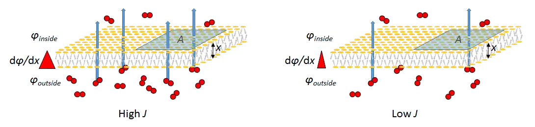Fig. 1. Fick's law for gas-exchange surface