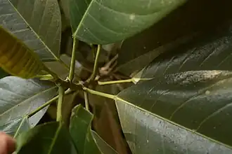 Petioles