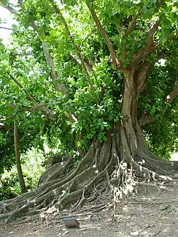Jagüey (Ficus citrifolia)