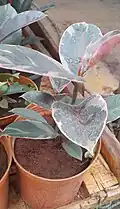 Ficus elastica 'Decora' ('Ruby' in Australia), a cultivar with pinkish hues