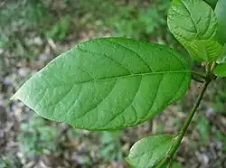 Leaf surface