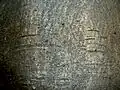 Bark texture