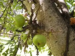 Image 18Fig trees often represent talismans with the udumbara (from List of mythological objects)