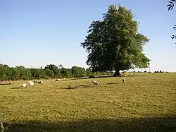 Fields at Old Ross
