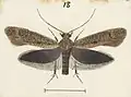 Illustration of male