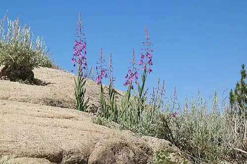Growing on granite