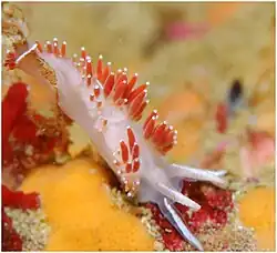 Coryphella verrucosa, Kenai Fjords national Park, Alaska