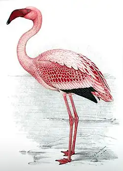 Phoeniconaias minor