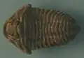 Flexicalymene species on display at State Museum of Pennsylvania. Specimen is approximately 3&nbsp;cm long