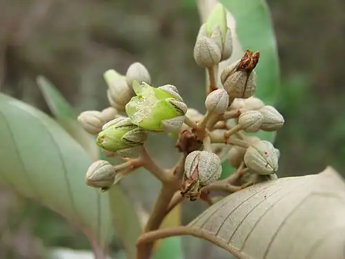 Vismia guianensis