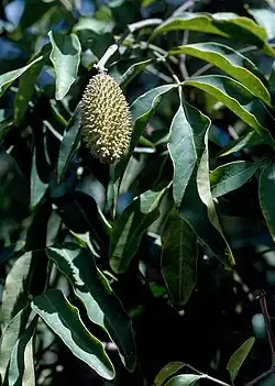 Capsule of F. xanthoxyla