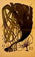 Illustration of D. harveyi, now D. antarctica, by Walter Hood Fitch for J. D. Hooker's Flora Antarctica, 1843–1859