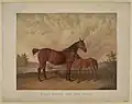 Flora Temple and her foal, Kitty Temple, in "Every Horse Owner's Cyclopedia"
