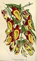H. mysorensis (van Houtte, L. (1853)