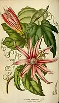 Tacsonia sanguinea Sm.