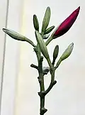 Flower buds in Kolkata