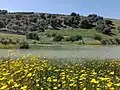 Flower of oued Zitoun River