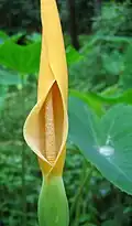 Colocasia esculenta inflorescence