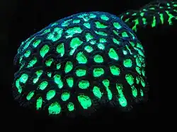 Fluorescent coral[90]