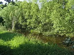 Wymondham Rough