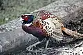 Formosan ring-necked phesant